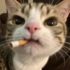 QQ头像