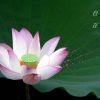 台湾网友29342