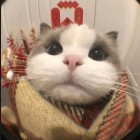 QQ头像