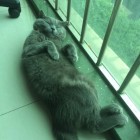 QQ头像