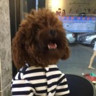QQ头像