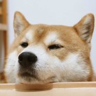 QQ头像