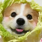 QQ头像