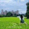 贵州网友43726