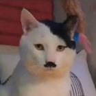 QQ头像