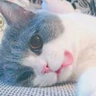 QQ头像
