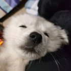 QQ头像