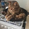 择一城孤老头像