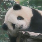 QQ头像