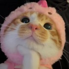 QQ头像