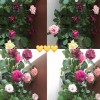 海南网友21428