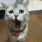 QQ头像