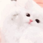 QQ头像