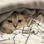 QQ头像