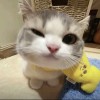 天蝎座