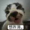 评论头像