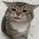 QQ头像
