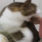 QQ头像