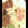 甘肃网友98510