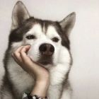 QQ头像