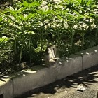 QQ头像