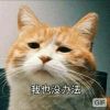 评论头像