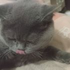 QQ头像