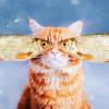 河北网友23061