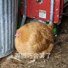 QQ头像