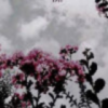 花快h9狂树