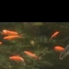 上海网友37584