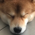 QQ头像