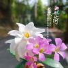 河南网友97827