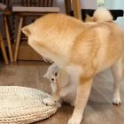 QQ头像