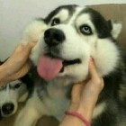 QQ头像