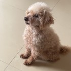 QQ头像