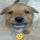 QQ头像