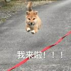QQ头像