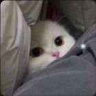 QQ头像
