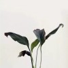 贵州网友51708