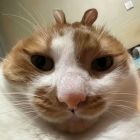 QQ头像