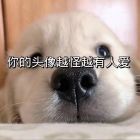 QQ头像