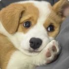 QQ头像