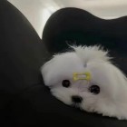 QQ头像