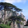 湖北网友43831