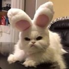 QQ头像