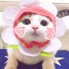 北京网友21145