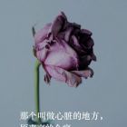 QQ头像