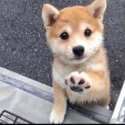 QQ头像