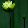 广东网友51252